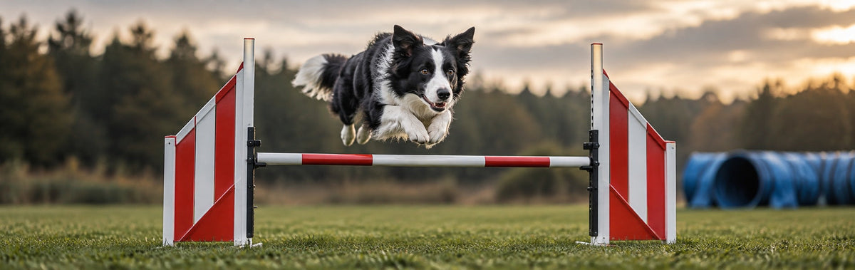 Schwarz-weißer Border Collie über einer rot-weißen Agilityhürde, mit Tunnel im Hintergrund