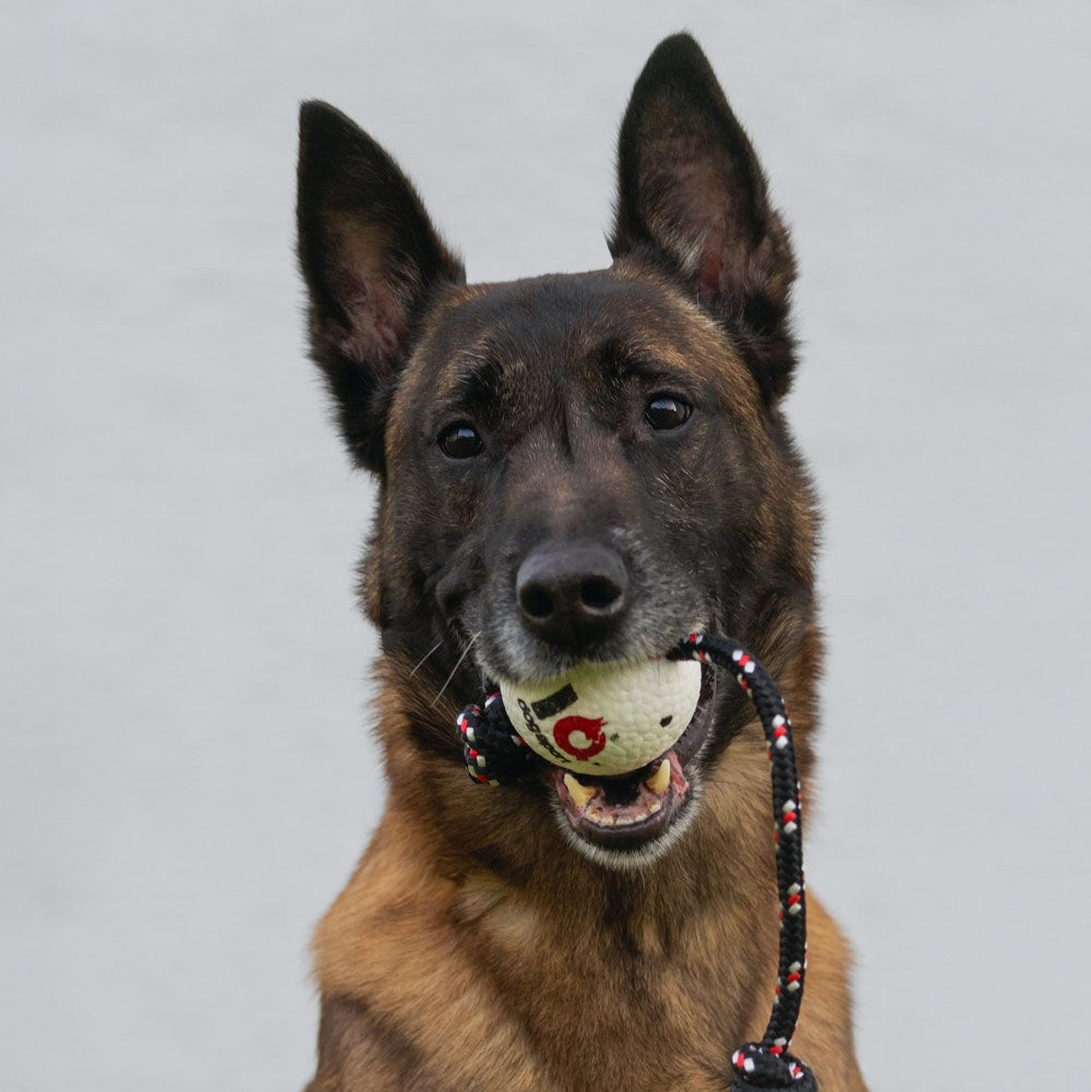 Malinois with a full grip on an IQ tug during training