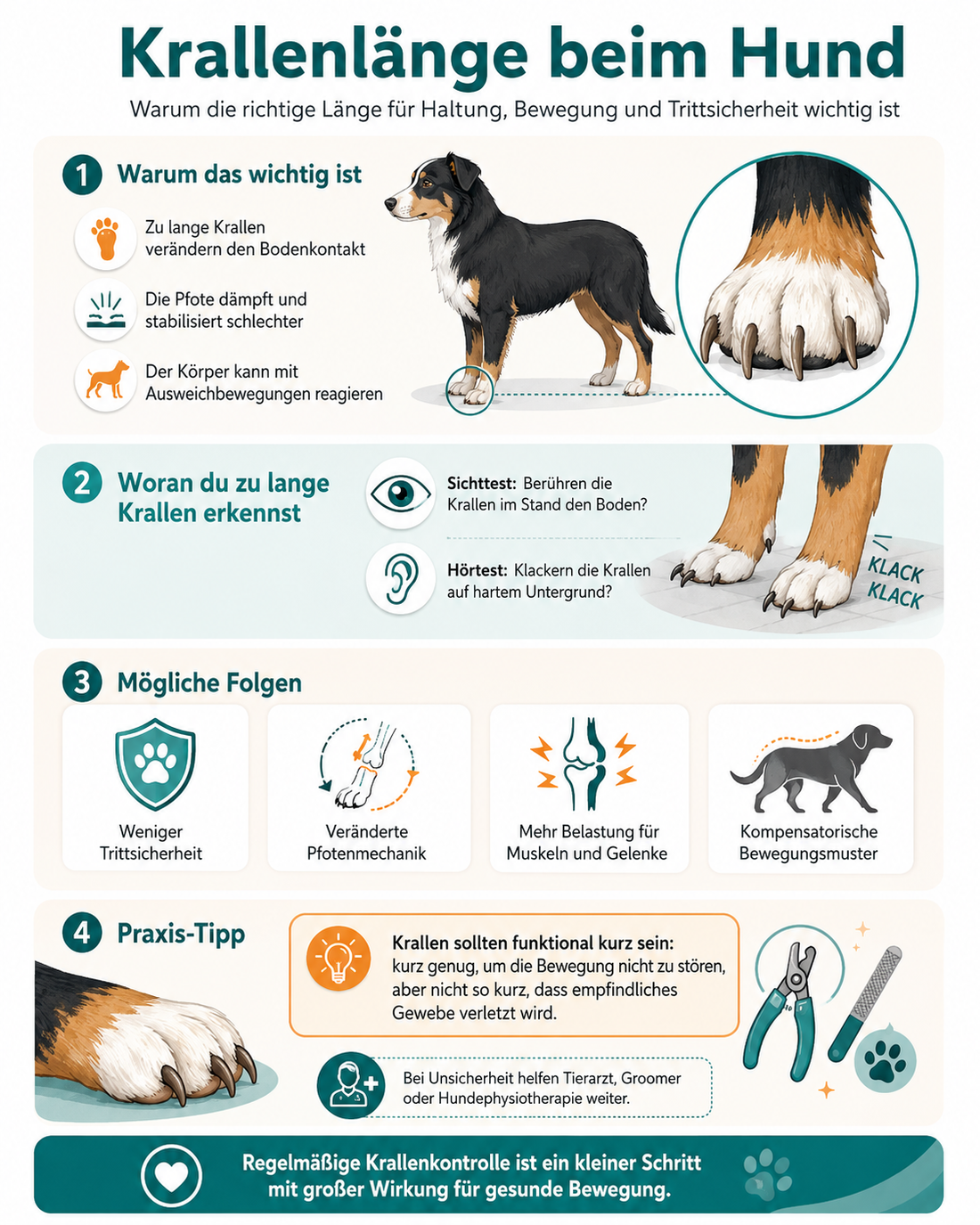 Krallenlänge beim Hund: Kleine Ursache, große Wirkung