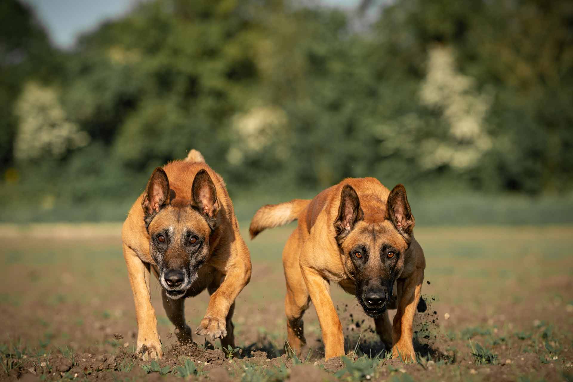 cafka-und-conan-rennend-web