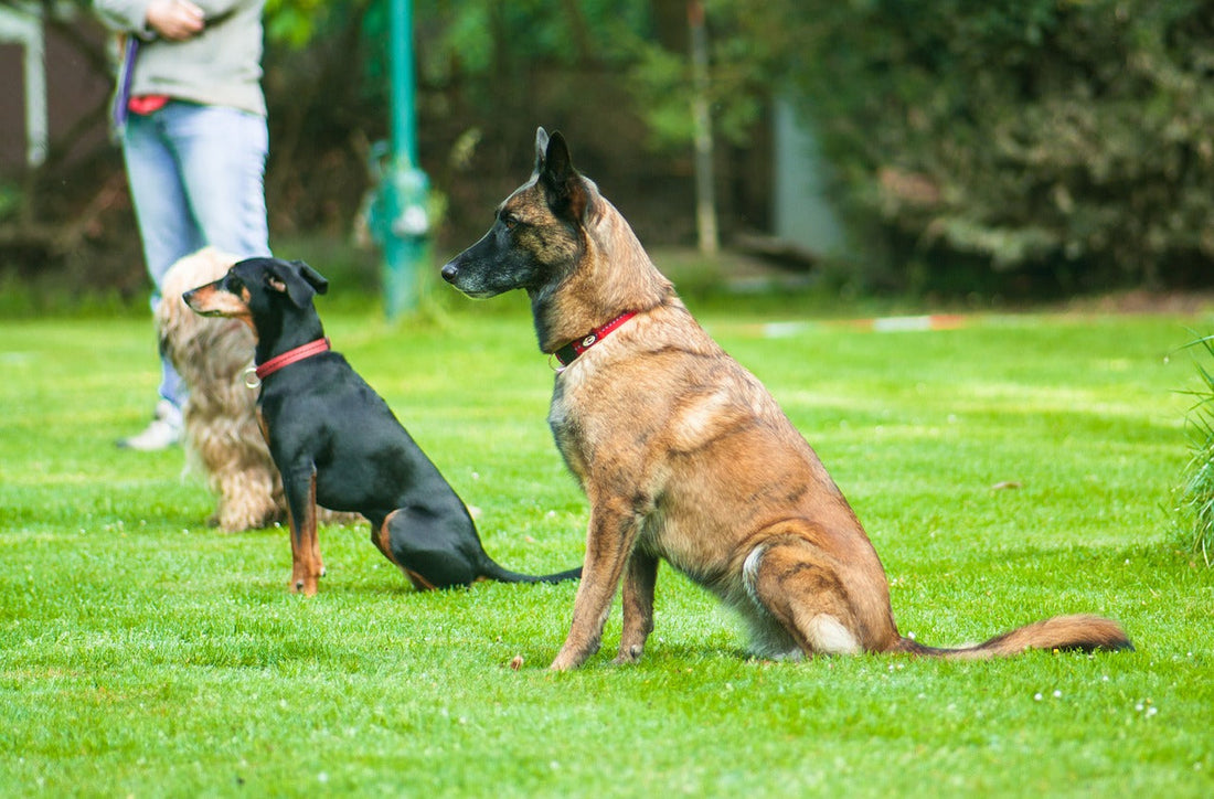 dog-4444589_1280