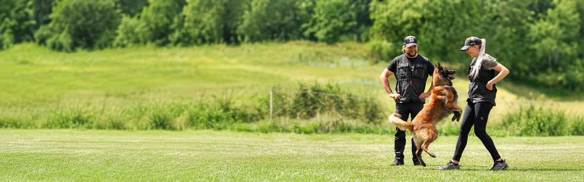 Two handlers wearing IQ dog training vests with a dog during training on a grass field.