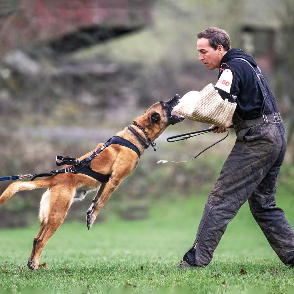 Hundeführer arbeitet mit Malinois im Auto-Lock-Trainingsgeschirr im Schutzdienst