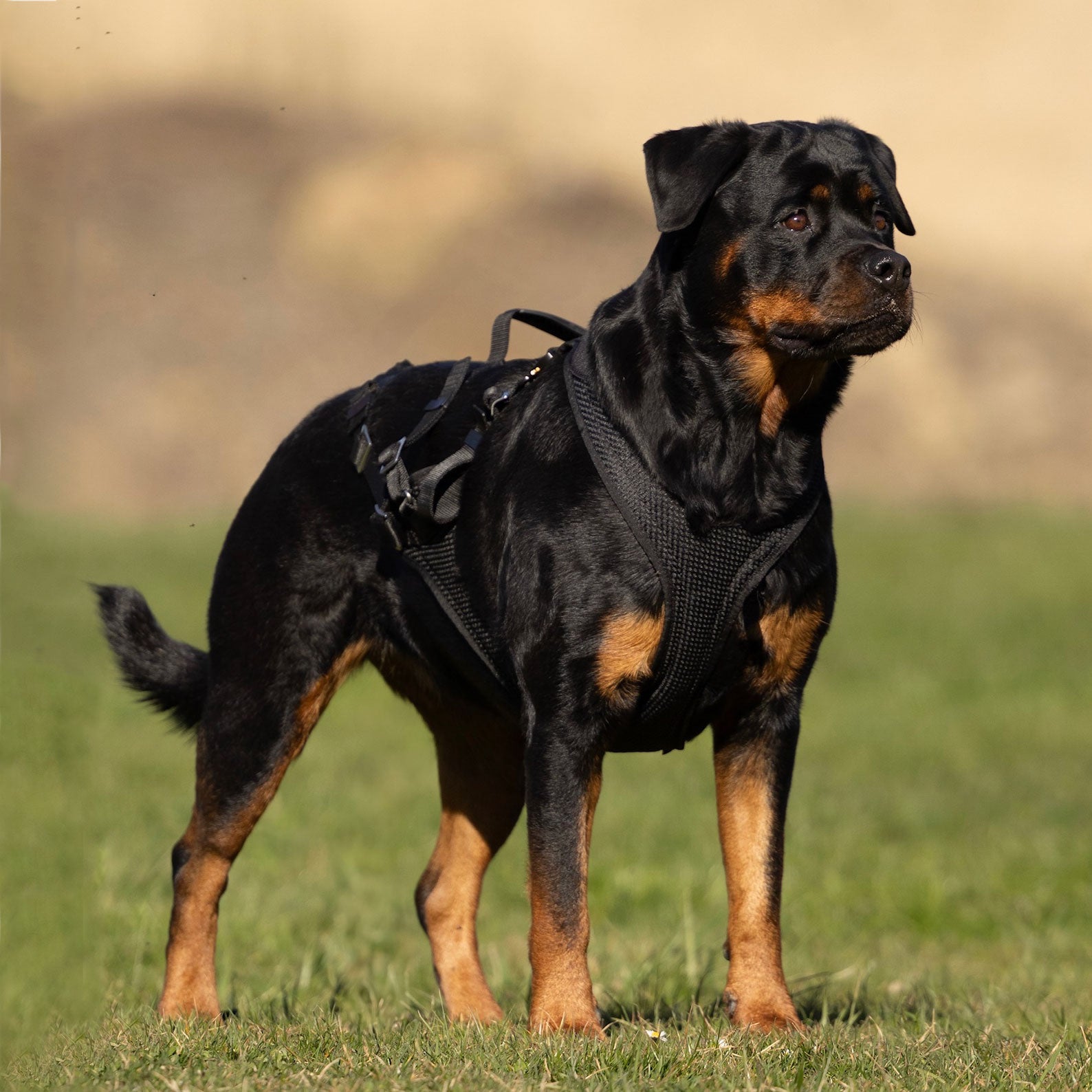 Rottweiler in Geschirrfür Schutzdienst, Zugarbeit und Canicross mit maximaler Bewegungsfreiheit