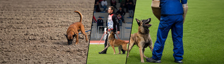 What Is IGP? Tracking, Obedience & Protection | IQ Dogsport