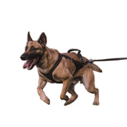 Malinois Morpheus rennt im Performance Pro Click & Go Geschirr