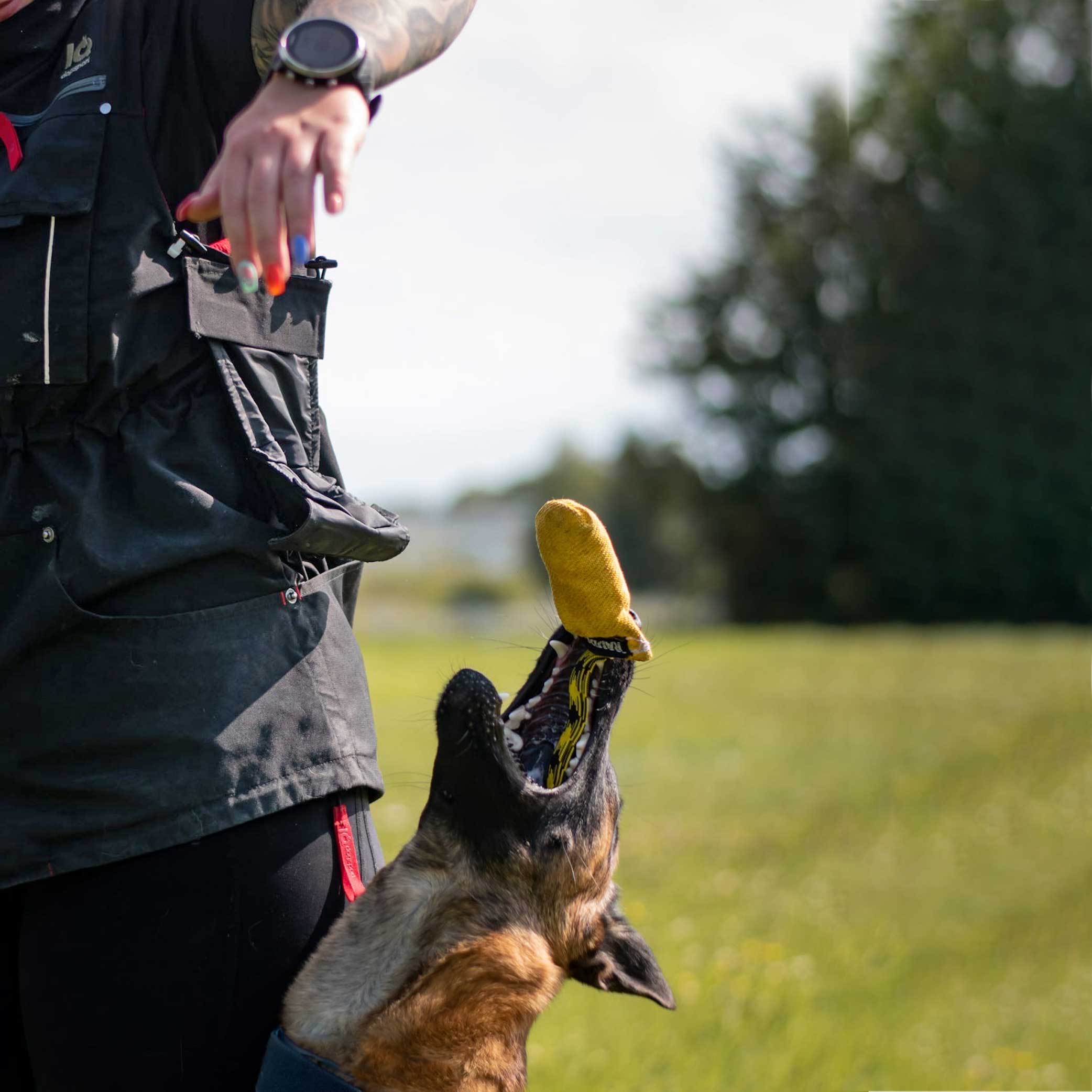 IQ Hundesport Weste Magnettasche – Hund fängt Ball für sauberes Fußlaufen und präzises Timing