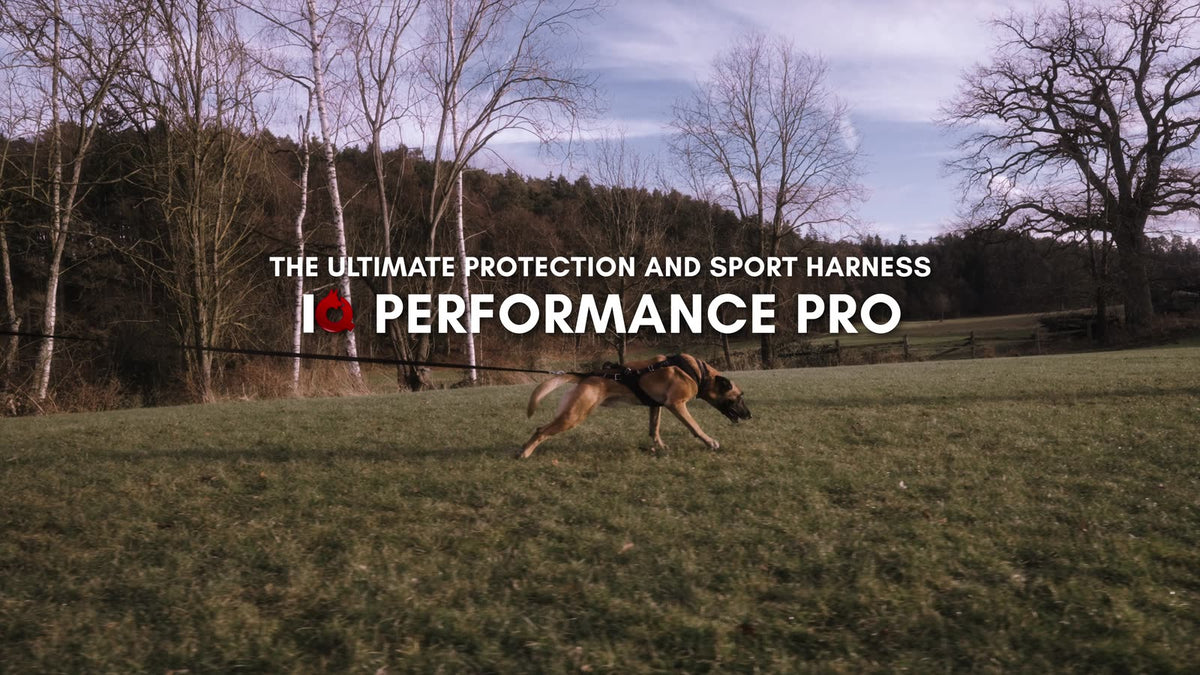 Dog wearing the IQ Performance Pro harness on a taut leash in a field.