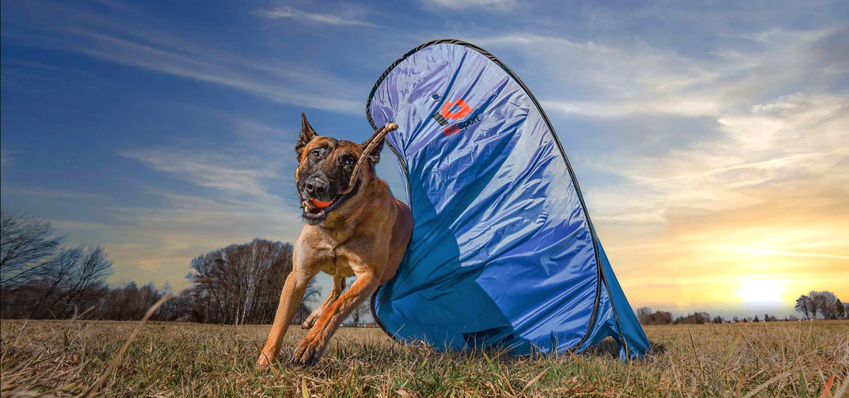 Malinois training at the IQ portable blind