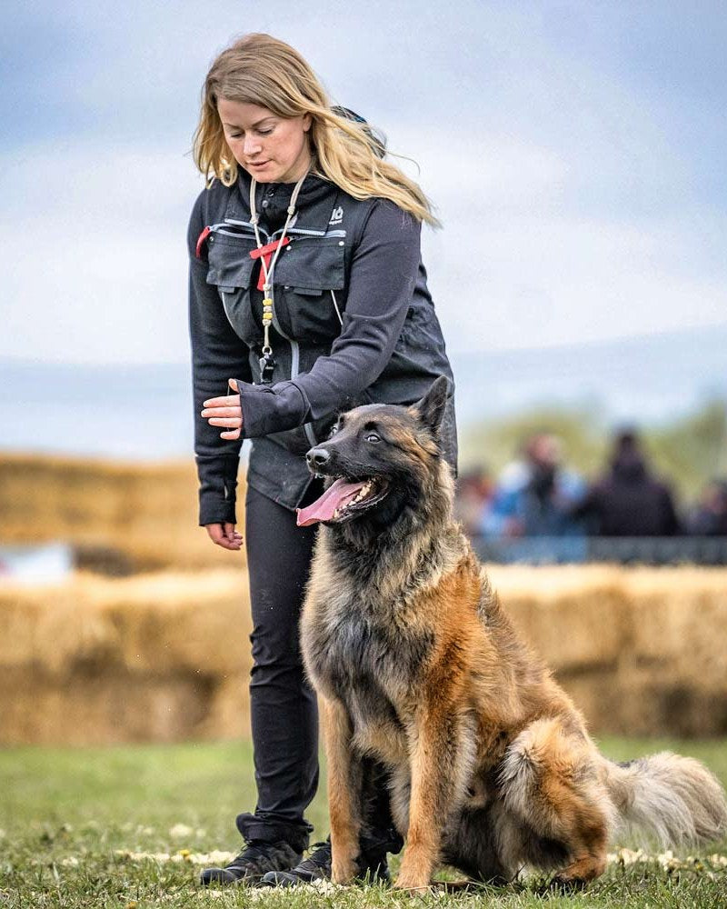 Dog handler wearing the regular IQ training vest with a German Shepherd