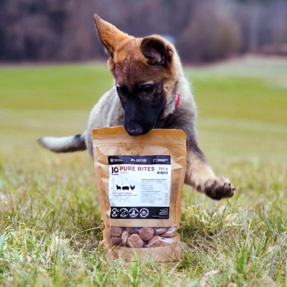 Young German Shepherd carrying a bag of IQ Pure Bites training treats