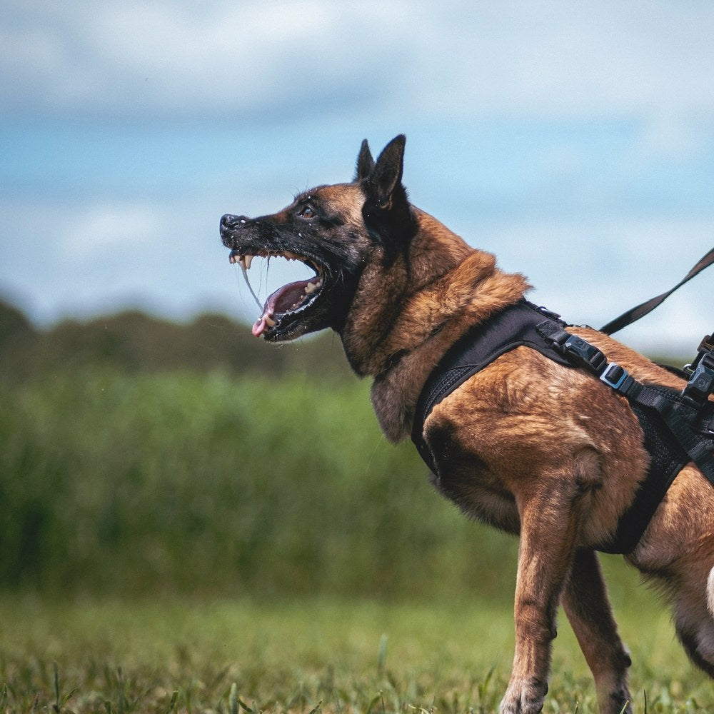 Malinois in an IQ Performance Pro harness during leash work