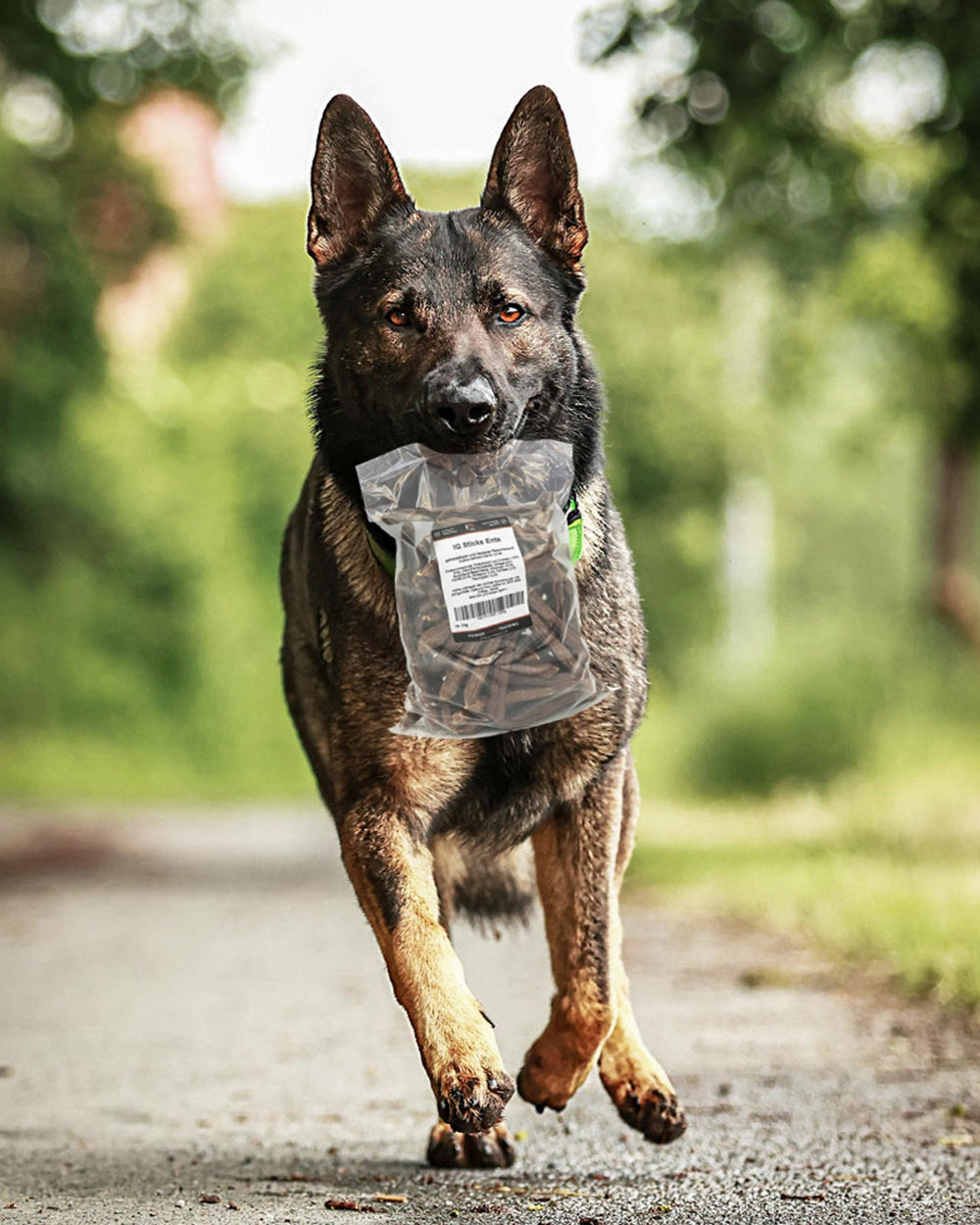 Young German Shepherd carrying a pack of IQ Pure Bites training treats