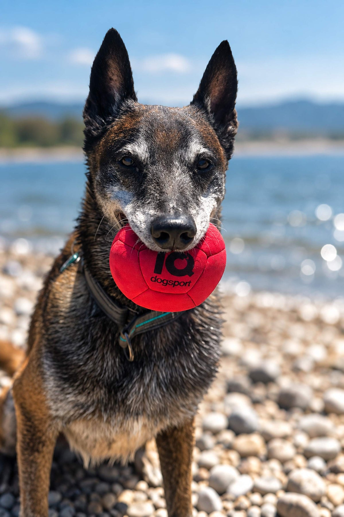 IQ neoprene softball for retrieve training