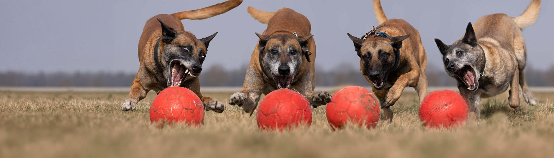 Dog training toys
